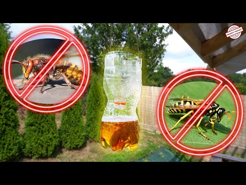 Pułapka na osy i szerszenie. Jak walczyć z osami i szerszeniami? Usuwanie os i szerszeni.