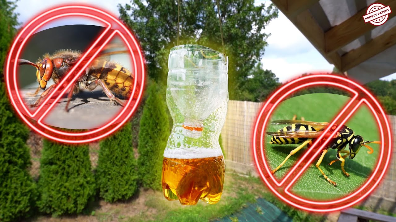 Pułapka na osy i szerszenie. Jak walczyć z osami i szerszeniami Usuwanie os i szerszeni.