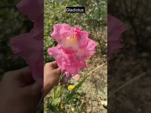 #flowers #harison'srose #gladiolus #cupcakerose #shorts  #youtubeshorts