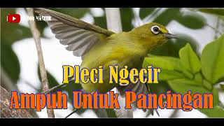 Download lagu SUARA PLECI NGECIR AMPUH UNTUK MASTERAN mp3