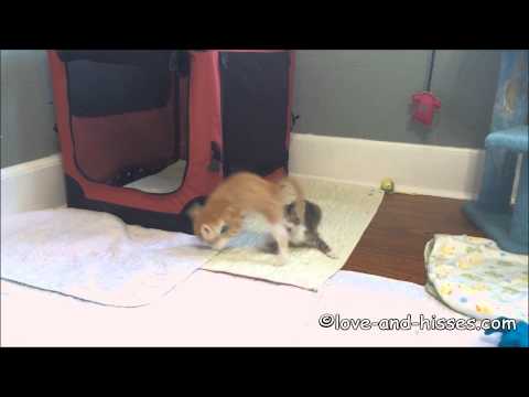 Roseanne is the boss of you