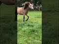 Pony playing in the field!! *beautiful buckskin pony*!! | Crazy Ponies!!