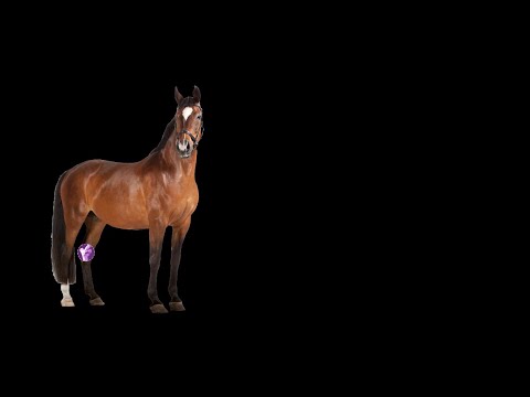 A Veterinarian's guide to treating the Tarsometatarsal (Hock) with Arthramid