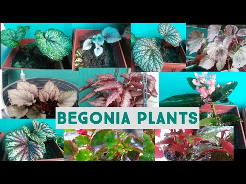 , title : 'Begonia plants for sale|different varieties of begonia plants.'