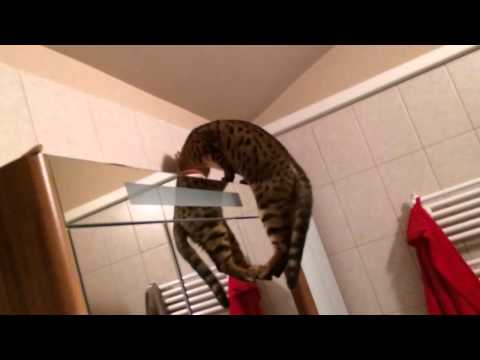 Bengal Cat Jump