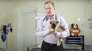 How to Potty Train a Puppy With and Without A Pee Pad | Vet Tutorial