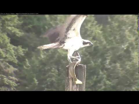 Hellgate Ospreys * Iris Catches a Whopper for Herself on Mother's Day * 5/12/19
