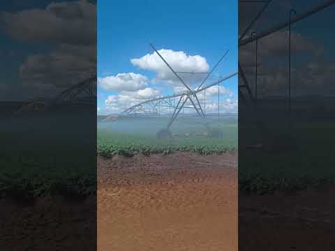 Irrigação no plantio de batata #ibicoara #agricultura