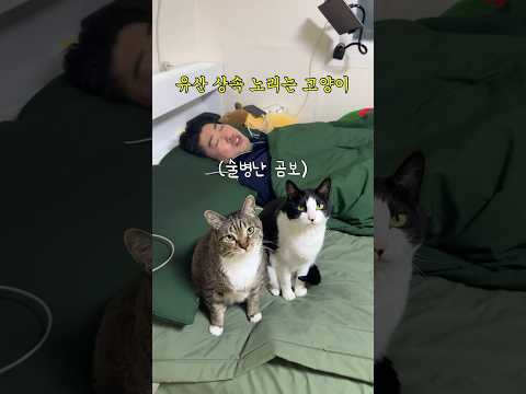 유언장에 지들 이름도 써달라는 고양이