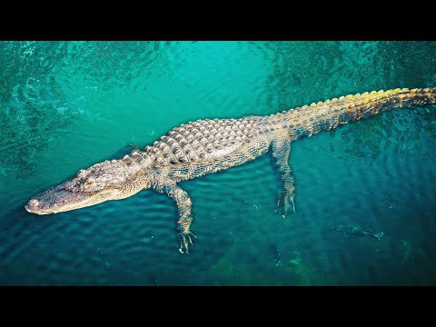 A Lone Crocodile's Struggle For Survival (Wildlife Documentary) | The Predator's Bay | Real Wild
