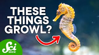 Underwater Animals Are So Loud, They'd Damage Our Hearing