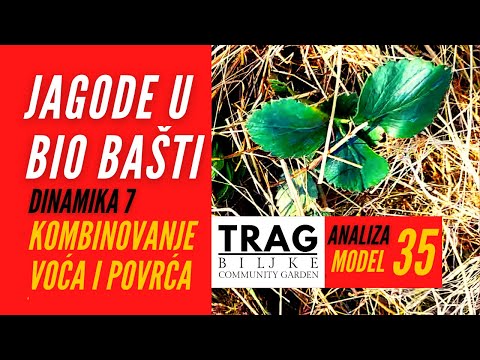 STRAWBERRIES IN BIOGARDEN - MODEL 35 FOR FAST GROWTH