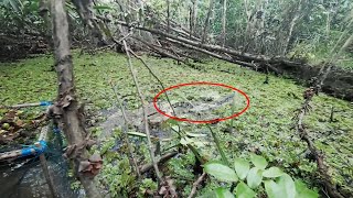 Download lagu KEMBALI MANCING DI SPOT HUTAN RAWA SAAT KEMARAU  mp3