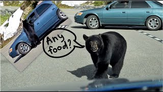 Encounter with a wild bear in mountain | Cute black bear asking for food