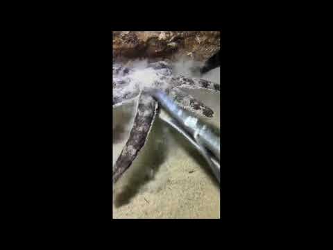 🔴Diving under the sea to catch eels, crabs and sea cucumbers🦞2026-05-27