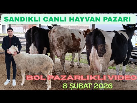 AFYON SANDIKLI CANLI HAYVAN PAZARI 8 ŞUBAT 2026