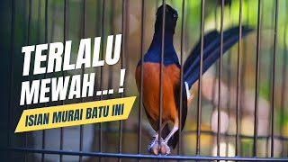 Download lagu MURAI BATU GACOR FULL ISIAN TEMBAKAN KASAR MEWAH SANGAT AMPUH MELATIH MURAI BATU BONGKAR ISIAN mp3 Download lagu MURAI BATU GACOR FULL ISIAN TEMBAKAN KASAR MEWAH SANGAT AMPUH MELATIH MURAI BATU BONGKAR ISIAN mp3