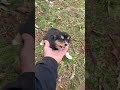 Australian Shepherd dogs for sale: Trixie - Video 2