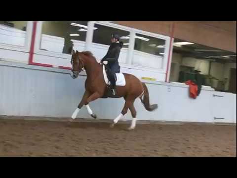 Belle Epoche - 4 jährige Stute von Bretton Woods x Abanos