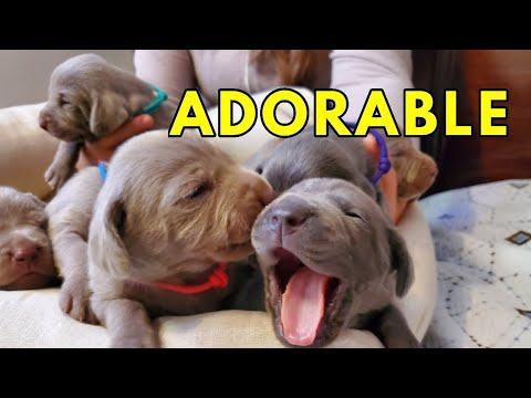 Puppies Get Collars!