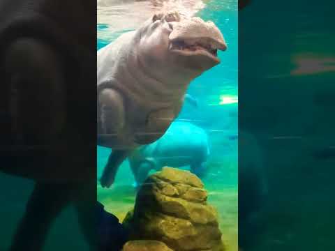 #hippo #short #shorts