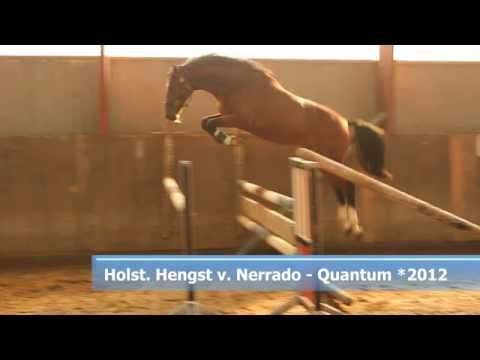 Holsteiner Hengst v. Nerrado - Quantum