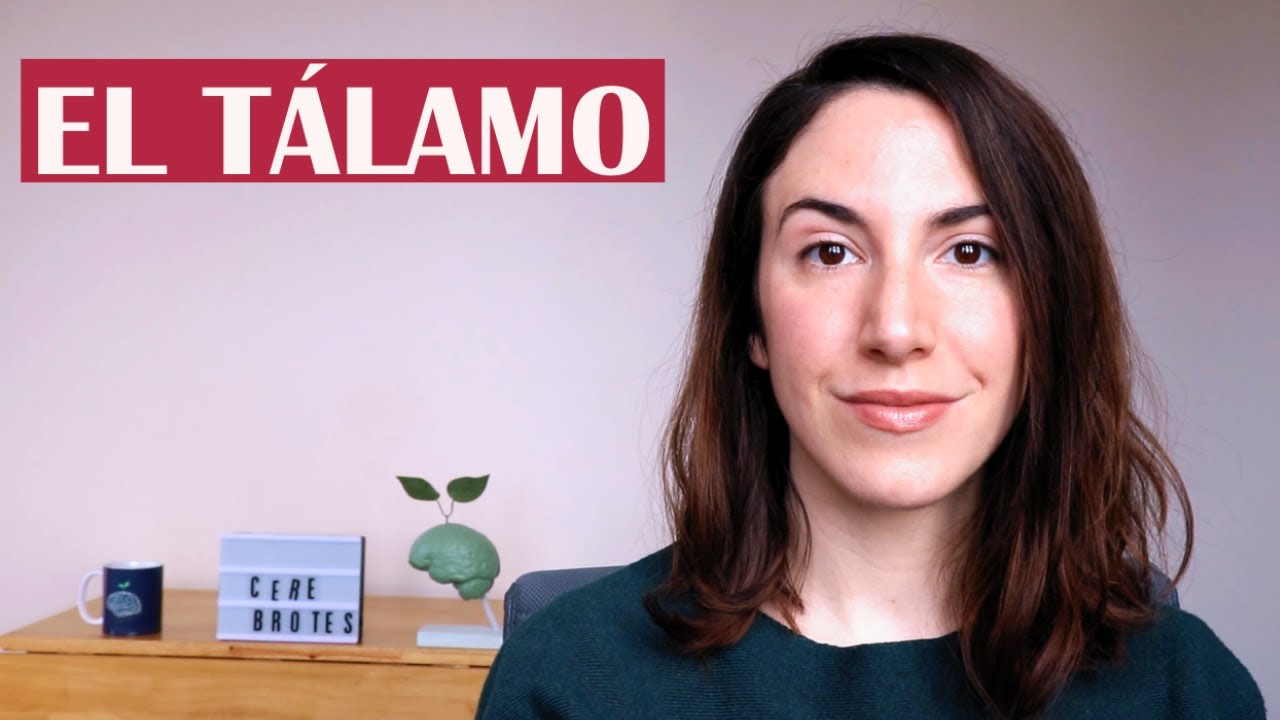 Qué es el tálamo - El Diccionario del Cerebro