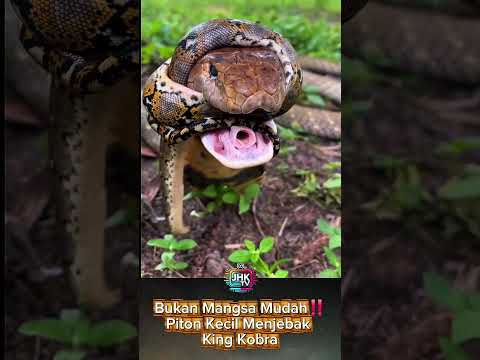Bukan Mangsa Mudah‼️Piton Kecil Menjebak King Kobra #shorts #viral #viralvideo