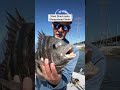 Steel Shad Make Sheepshead Smile #fishing #bassfishing #steelshad #sheephead