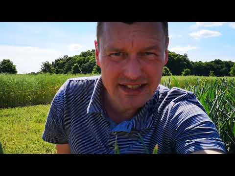 Blattsprenkel im WINTERWEIZEN. Abiotischer Strahlungsstress oder doch eine Krankheit?