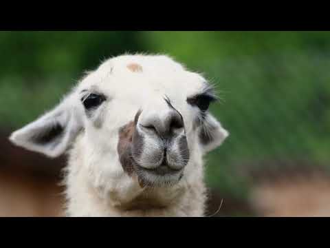 Alpaca Collect!ve-  Drop That Bass (Official Video)