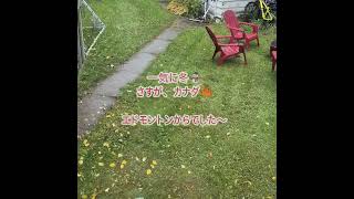 🇨🇦カナダの初雪 早すぎ！？