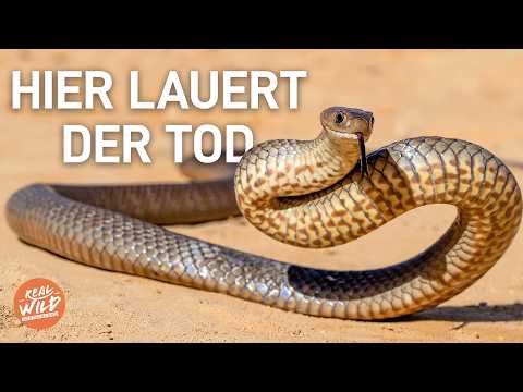 Gefährliches Australien: Kontinent der Extreme! | Doku