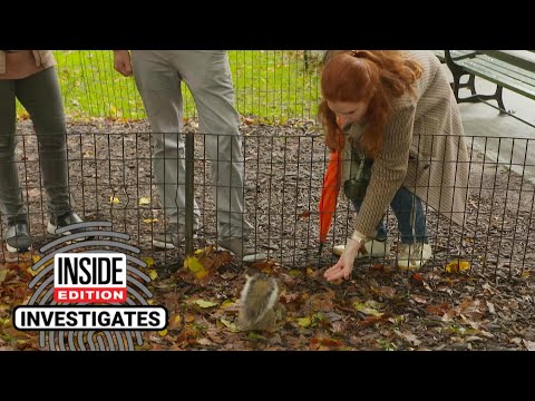 Why Feeding Squirrels Can Be Dangerous
