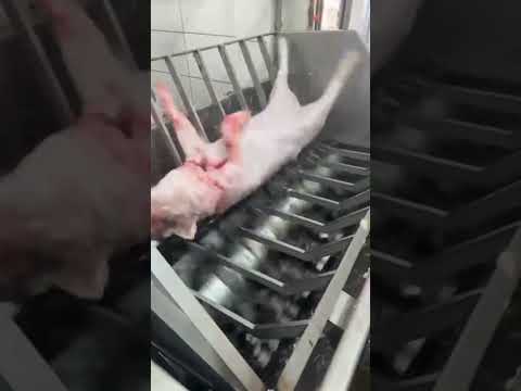 Processo de Depilação Abatedouro Municipal Atílio dos Santos Sertanópolis Paraná #frigorifico