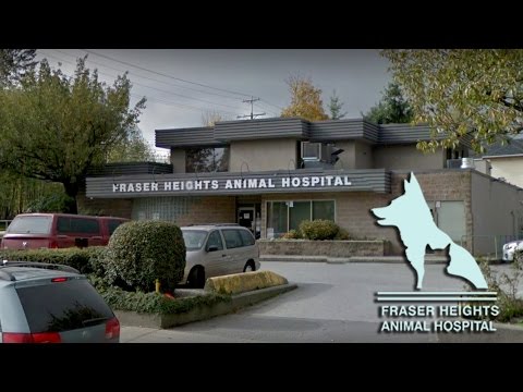 Going to Fraser Heights Animal Hospital in Surrey, British Columbia