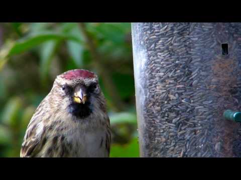 Redpoll Bird in Cornwall