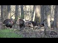 Strutter On A Log (4 Longbeards)- Alabama Turkey Kill 2017 Strutter On A Log (4 Longbeards)- Alabama Turkey Kill 2017