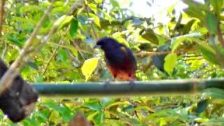 preview picture of video 'Brazilian Birds - Pássaros da Mata Atlântica - Itanhaém - Litoral Sul - High Quality'