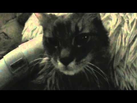 What Kitty Bronchitis Or Asthma Sounds Like