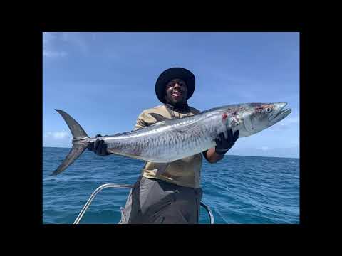 King Mackerel in Palau