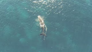 preview picture of video 'Southern Right Whale off North Curl Curl in Sydney Australia'