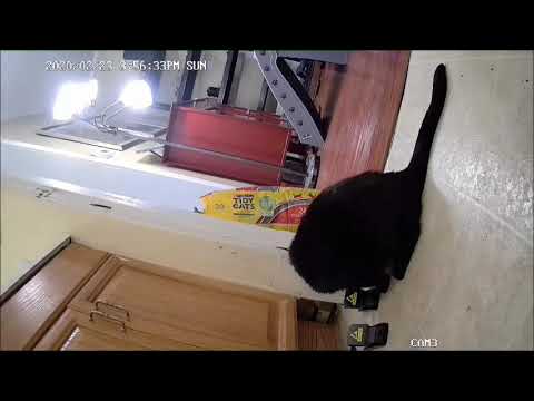 Rachel The Bombay Cat and Mouse Trap