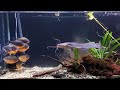 Intense Piranha Feeding Frenzy LIVE Catfish Encounter