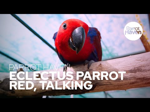 Talking Eclectus Parrot
