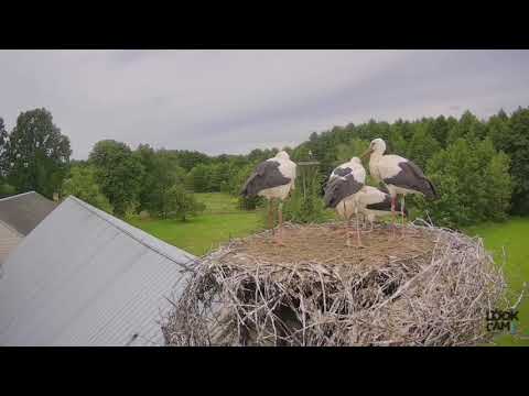 Dziwna agresja młodego bociana wobec rodzeństwa
