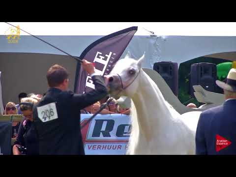 N.206 SAFEER BY SIBILLA - Bruges 2018 Int B - 7-9 Years Old and Older Stallions (Class 115)