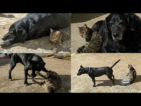 Gogo y Raisa tomando sol