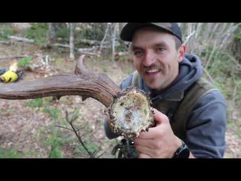 16 Moose Antlers in a Day - Moose Shed Hunting Canada 2023 Day 2 | Beyond the Boundaries