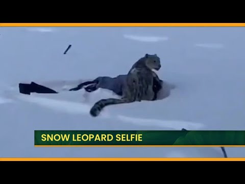 Tourist vs. Snow Leopard: A Selfie Turns Into a Nightmare